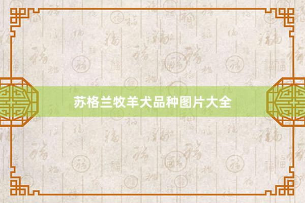 苏格兰牧羊犬品种图片大全